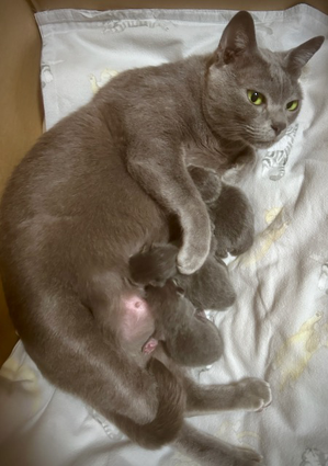 Dixie settling with newborn kittens